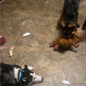 Meet your Posher, Buzzy